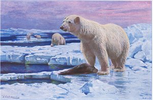 野生動物世界のホッキョクグマ、Frederick Warne＆Co発行、1900年頃 作： Wilhelm Kuhnert