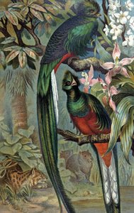 燦然と輝くケツァール、1910年頃（イラスト） 作： Wilhelm Kuhnert