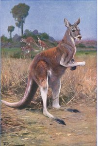 レッドカンガルー、ワイルドライフオブザワールド、1910年頃のイラスト 作： Wilhelm Kuhnert