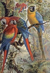 赤いオウム、1910年頃（イラスト） 作： Wilhelm Kuhnert