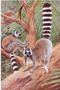 リングテールキツネザル、イラスト、世界の野生生物、1910年頃 作： Wilhelm Kuhnert