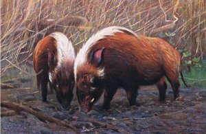 ホッグ川、世界の野生生物、1910年頃のイラスト 作： Wilhelm Kuhnert
