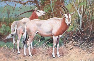 セーブルアンテロープ、1910年頃の世界のワイルドライフのイラスト