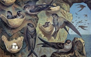 マスカレーニュのサランガーナ、1910年頃（イラスト）