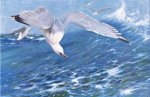 世界の野生生物からの銀カモメ、フレデリックウォーン＆Co発行、1900年頃