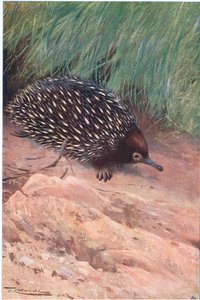 とげのあるアリ、イラスト、ワイルドライフオブザワールド、1910年頃 作： Wilhelm Kuhnert