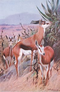 スプリングボック、世界の野生生物、1910年頃のイラスト 作： Wilhelm Kuhnert