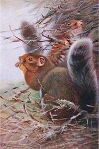 セントポールリス、イラスト、世界の野生生物、1910年頃 作： Wilhelm Kuhnert