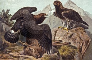 ロイヤル・イーグル 1910年頃（イラスト） 作： Wilhelm Kuhnert