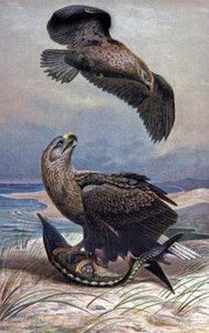オジロワシ、1910年頃（イラスト） 作： Wilhelm Kuhnert