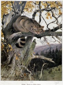 野生の猫 - Wilhem Ruhnert氏による水彩画 作： Wilhelm Kuhnert