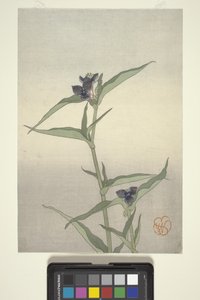 フラワースタディ、1908年頃（カラー木版画） 作： Wilhelmina Seegmiller