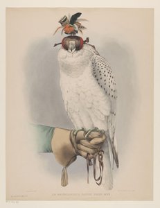 ホワイトグリーンランドファルコン Le groenlandais, faucon blanc musée (オブジェクトのタイトル) 作： Willem Bastiaan van Wouw (possibly)