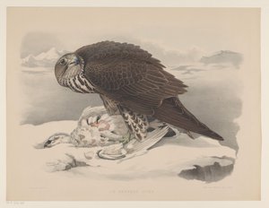 シロハヤブサとライチョウ Le gerfaut sors (オブジェクトのタイトル) 作： Willem Bastiaan van Wouw