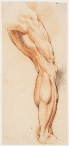 解剖学的研究 (écorché)。 皮をむいた男性の右足を後ろから見て、右を向いている 作： Willem Panneels
