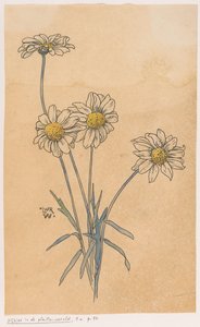 白いヒナギク 作： Ludwig Willem Reymert Wenckebach