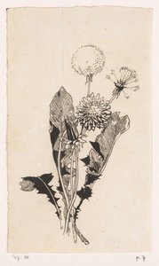 タンポポ 作： Willem Wenckebach