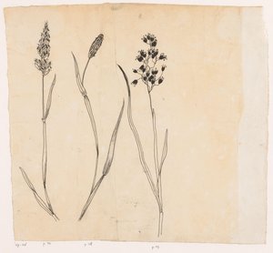 香草、チモシー草、ハニーグラス