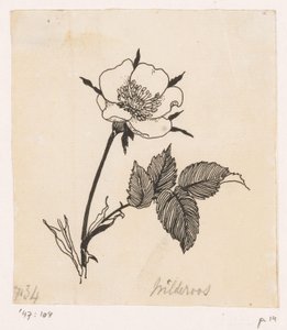 野薔薇