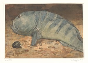 魚の側面図 作： Willem Arnoldus Witsen