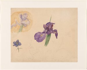アイリスとラークスパーの研究 作： Willem van Konijnenburg