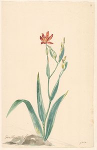 風景の中のヒョウの花 作： Willem van Leen (attributed to)