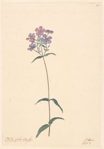フロックスの枝 作： Willem van Leen (attributed to)