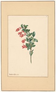 メギの枝 作： Willem van Leen (attributed to)