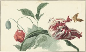 チューリップとポピー 作： Willem van Leen (attributed to)