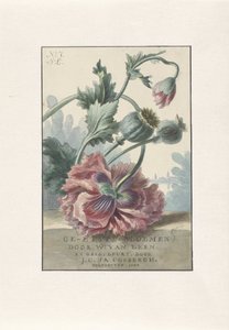 ポピー タイトルプリント: W. van Leen and J.C. ＆ はい。 Coebergh、エッチングされた花、1804