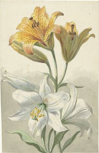 黄色と白のユリ 二種類のユリ 作： Willem van Leen