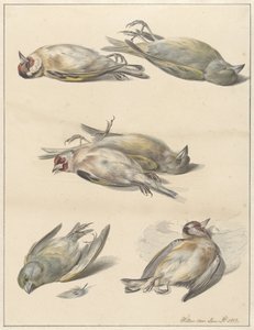 6羽の死んだ鳥 作： Willem van Leen
