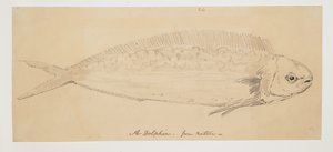 WD 961 f.24 作： William Alexander