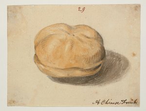 WD 961 f.29
