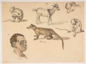 f.65 179 男の頭、アライグマ、ヤギ、サル、1792 年から 1794 年の間にマッカートニー卿の中国皇帝への大使館で作成された、風景、海岸線、衣装、日常生活の 372 枚の図面のアルバムから (紙に鉛筆と水彩) 作： William Alexander