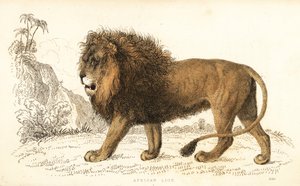 アフリカ ライオン、パンテーラ レオ。 脆弱。 1834年（彫刻）