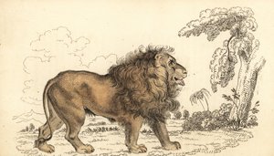アジアのライオン、絶滅危惧種、パンテーラ レオ レオ。 1834年（彫刻）
