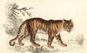 ベンガルトラ、パンテーラ チグリス チグリス、1834 年 (彫刻)