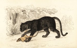 ブラック ジャガー、Fanthera pardus.、1834 年 (彫刻)