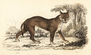 カナダ オオヤマネコ、オオヤマネコ canadensis、1834 年 (彫刻)