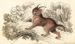 Caracal, Caracal caracal.,1834 (engraving)   1409439   ja       japanese Successfully Translated  Original: Sacred Temple of Heaven Where the Emperor Sacrifices Once a Year, in the Chinese City of Pekin, October 1860 Translat: Sacred Temple of Heaven Where