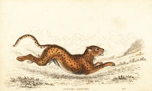 チーター、Acinonyx jubatus.、1834 年 (彫刻) 作： William Alexander Forbes