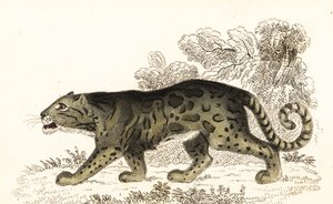 ウンピョウ、Neofelis nebulosa、1834 年 (彫刻)