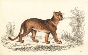 クーガー、ピューマの同色、1834 年 (彫刻)
