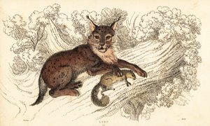 ヨーロッパオオヤマネコ、オオヤマネコ、1834 年 (彫刻)