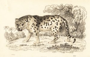 ジャガー、パンテーラ onca.、1834 年 (彫刻)