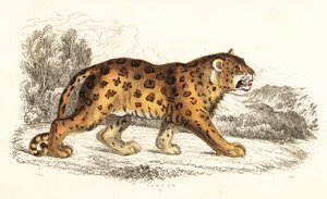 ジャガー、パンテーラ onca.、1834 年 (彫刻)
