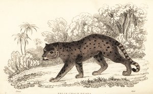 ピューマが尊敬するジャガランディ、1834年（エンガラヴィング）