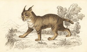 ジャングルキャット、フェリスチャウス。 1834年（彫刻）