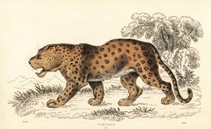 ヒョウ、ヒョウ、傷つきやすい、1834 年 (彫刻)